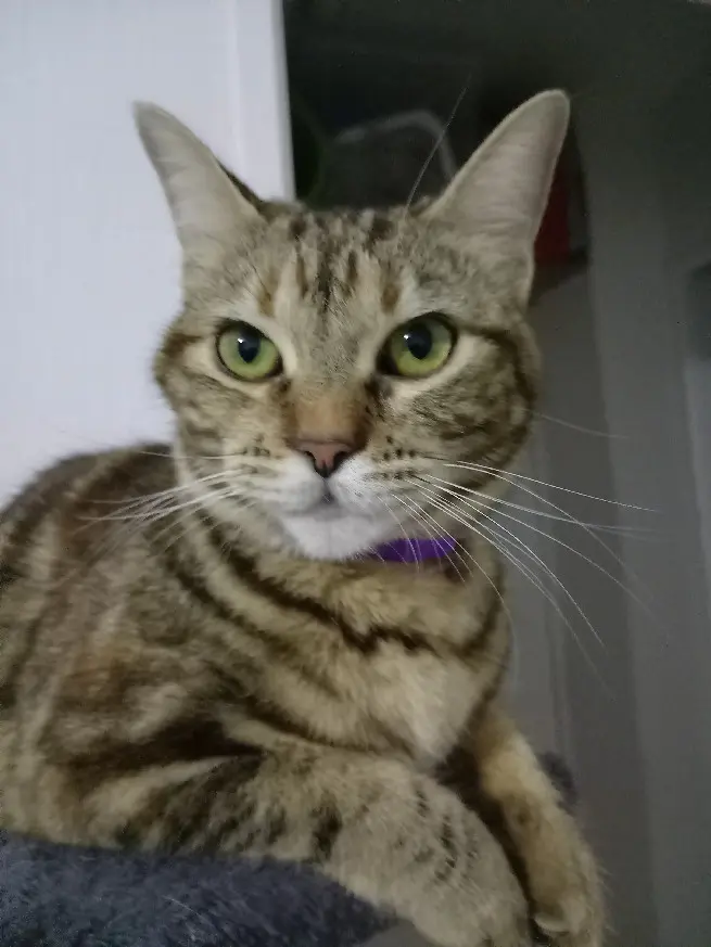 Chatte Perdue 44 Loire-Atlantique - Mimi Chatte Perdue 44 Loire-Atlantique - Mimi