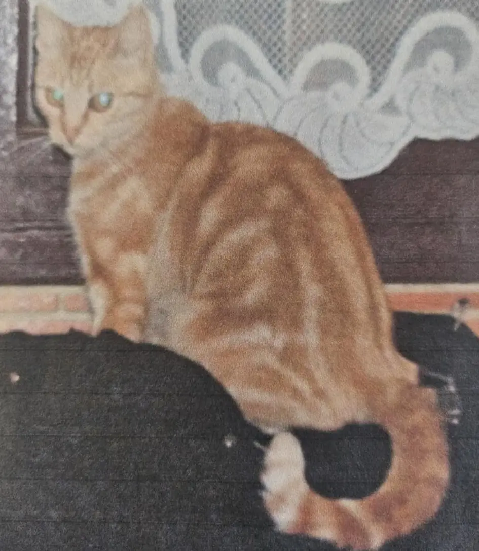cat lost 44340 Bouguenais Mimi cat lost 44340 Bouguenais Mimi