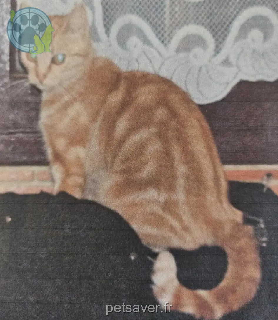 chatte perdue 44340 Bouguenais Mimi chatte lost 44340 Bouguenais Mimi