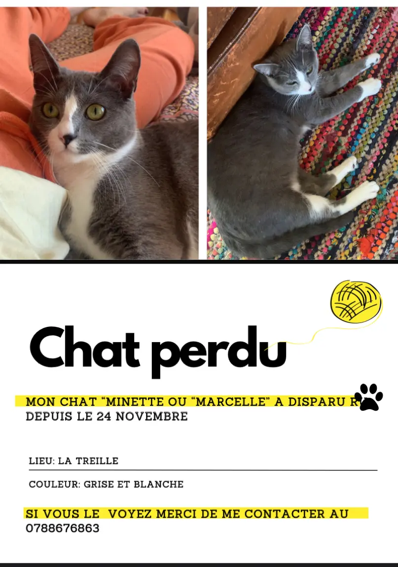 Chatte Perdue 44 Loire-Atlantique - Minette-ou-marcelle Chatte Perdue 44 Loire-Atlantique - Minette-ou-marcelle
