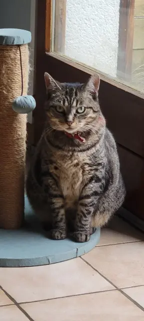 chatte lost   44720 Saint-Joachim Minouche