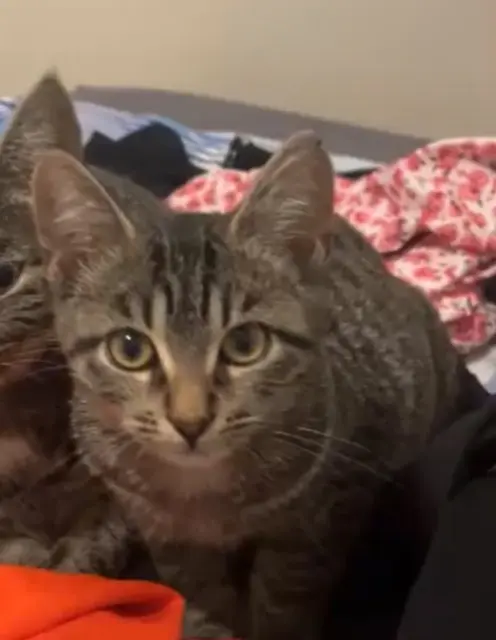 chatte lost   44470 Thouaré-sur-Loire Mira