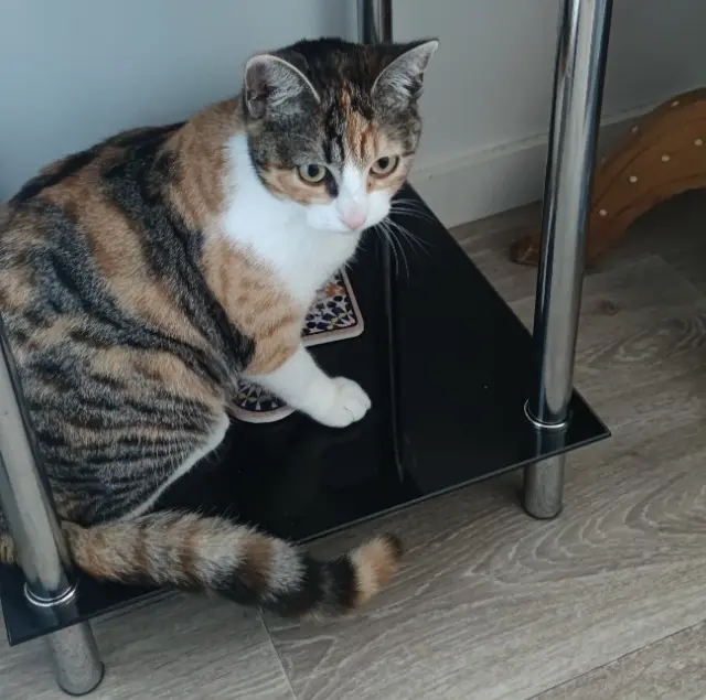 chatte lost   44470 Thouaré-sur-Loire Misha