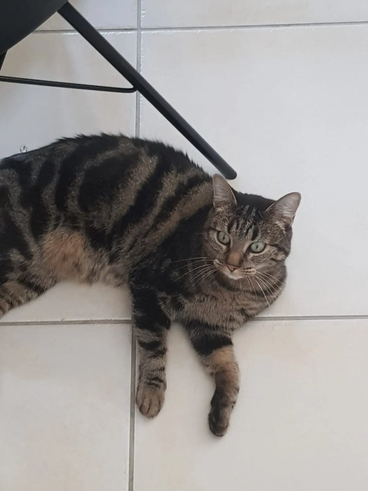 Chatte Perdue 44 Loire-Atlantique - Moka Chatte Perdue 44 Loire-Atlantique - Moka