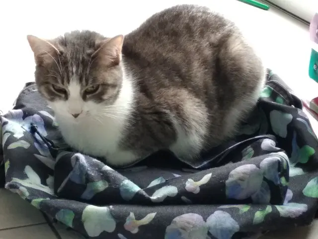 chatte lost   44470 Mauves-sur-Loire Moon