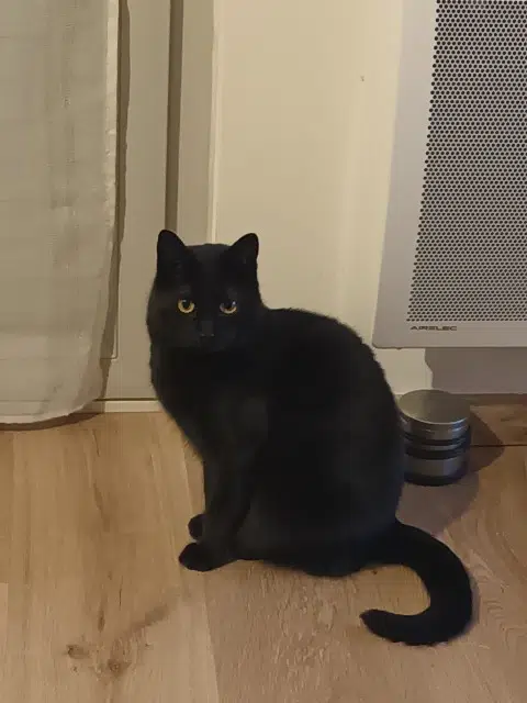 chatte lost   44400 Rezé Moon