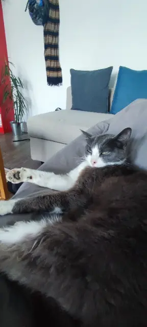 chatte lost   44380 Pornichet Moon