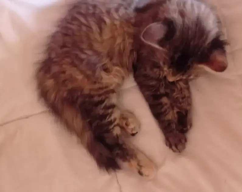 Chatte Perdue 44 Loire-Atlantique - Muffin Chatte Perdue 44 Loire-Atlantique - Muffin