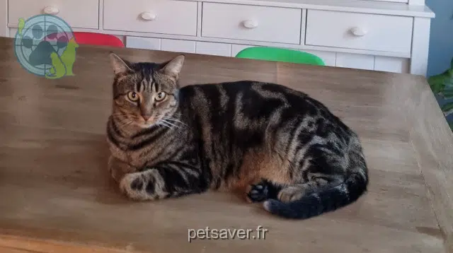 chatte lost 44600 Saint-Nazaire Mushu