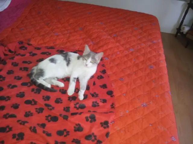chatte lost   44530 Sévérac MYA