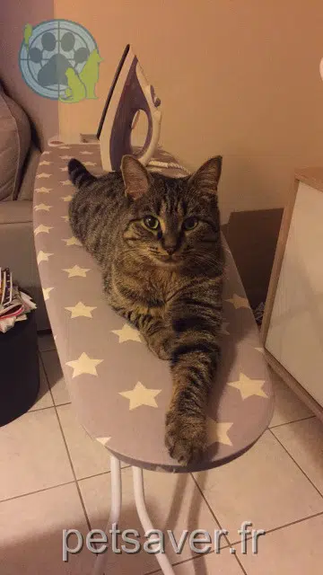 chatte lost   44190 Saint-Lumine-de-Clisson Myla