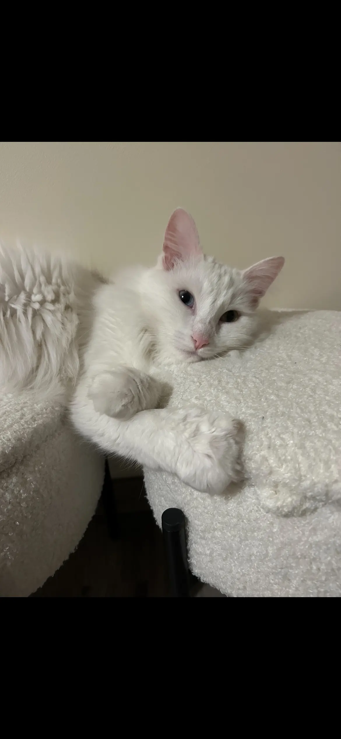 Chatte Perdue 44 Loire-Atlantique - Nala Chatte Perdue 44 Loire-Atlantique - Nala