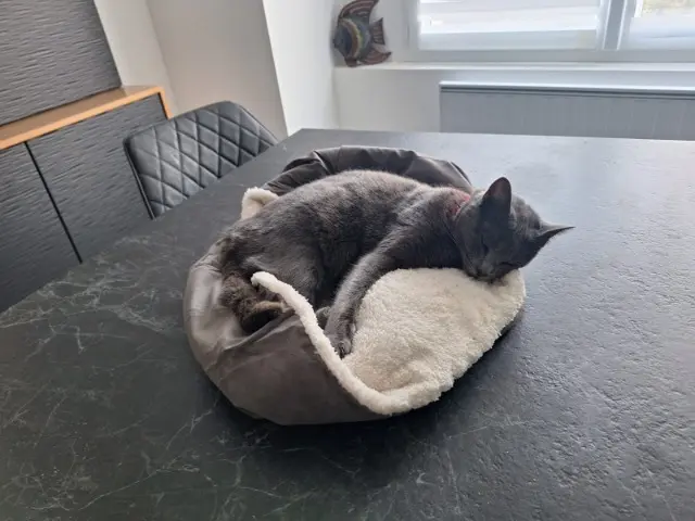 chatte lost   44220 Couëron NALA