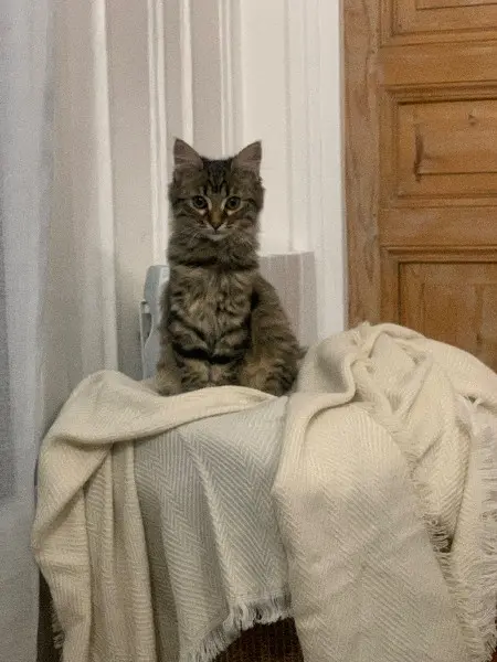 Chatte Perdue 44 Loire-Atlantique Nantes Chatte Perdue 44 Loire-Atlantique Nantes