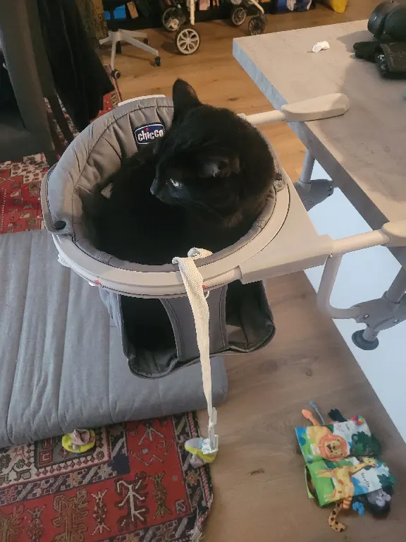 Chatte Perdue 44 Loire-Atlantique Nantes - Aslaug Chatte Perdue 44 Loire-Atlantique Nantes - Aslaug