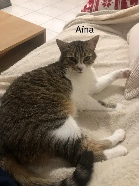 chatte lost    Nantes Aïna