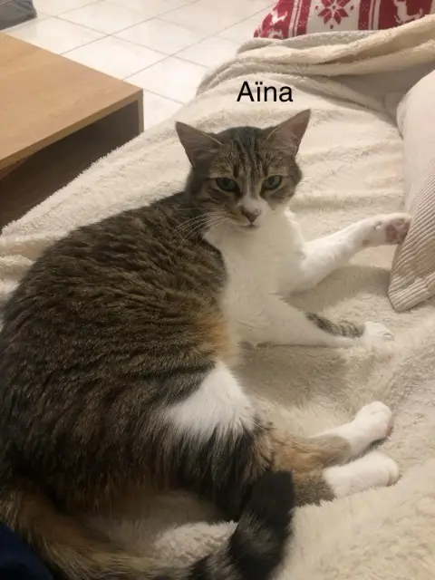 chatte lost    Nantes Aïna
