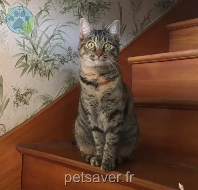 chatte lost    Nantes Bambou
