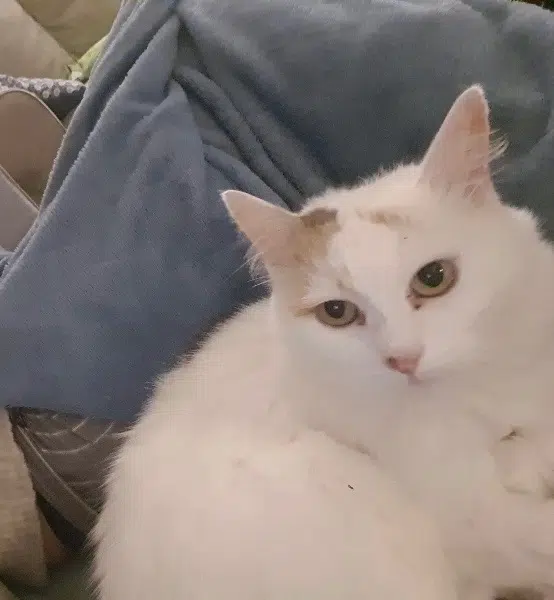 chatte lost    Nantes Bounty