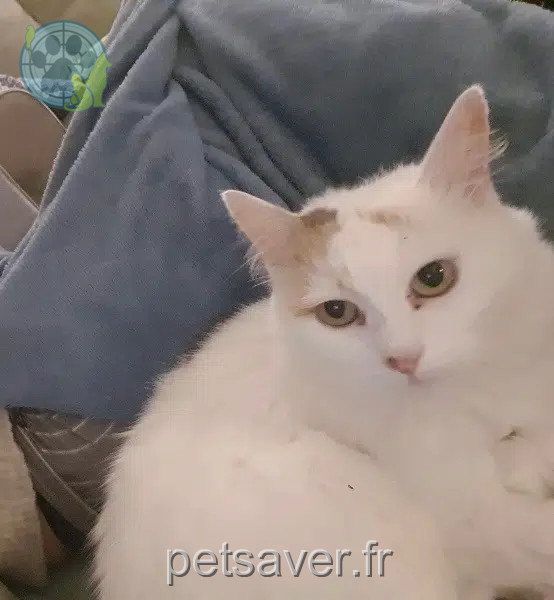 Katze vermisst Nantes Bounty Katze lost Nantes Bounty