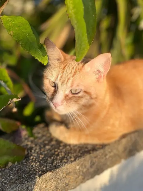 cat lost    Nantes Calypso