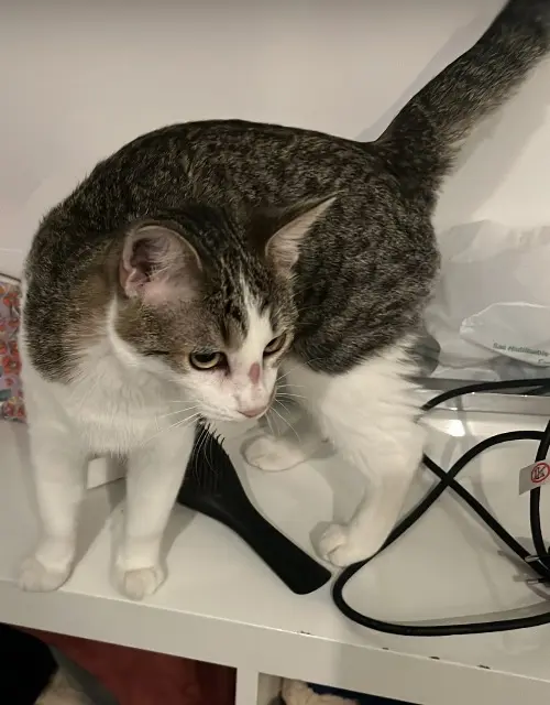 chatte lost    Nantes Cannelle