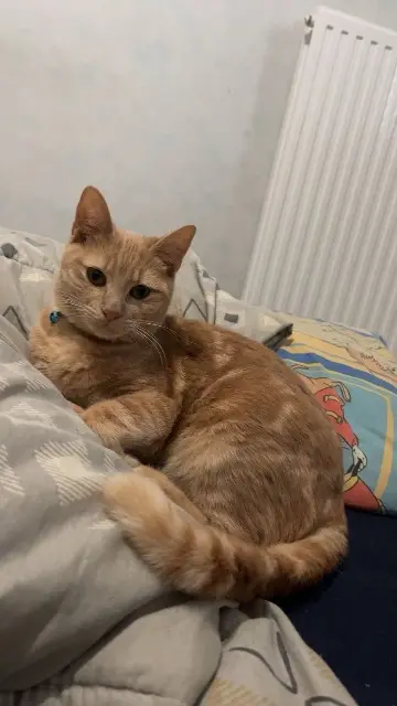 chatte lost    Nantes Caramel