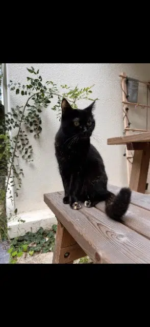 chatte lost    Nantes Cersei