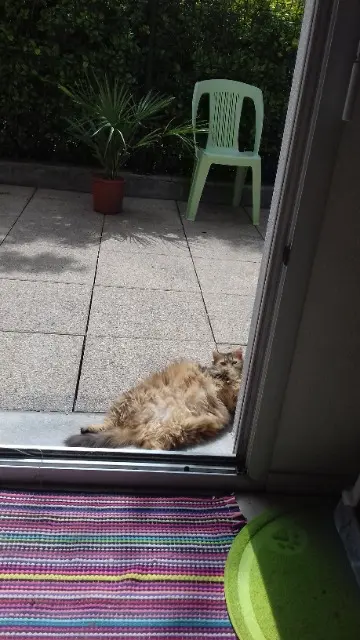 chatte lost    Nantes Chipoune