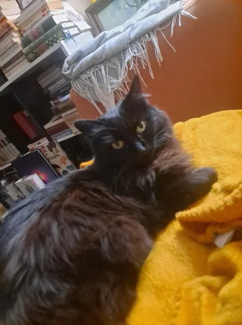 chatte lost    Nantes Colette