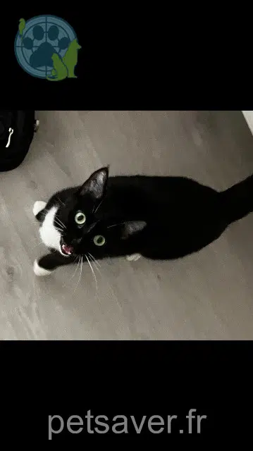 Katze lost    Nantes Jun