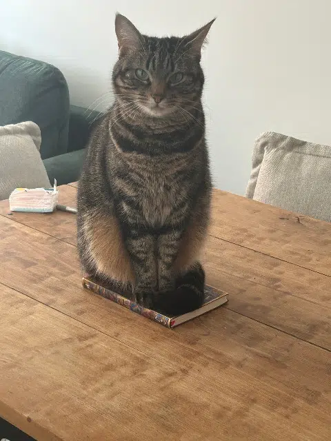 chatte lost    Nantes Lilo