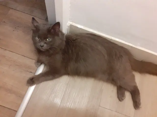 chatte lost    Nantes LINOTTE