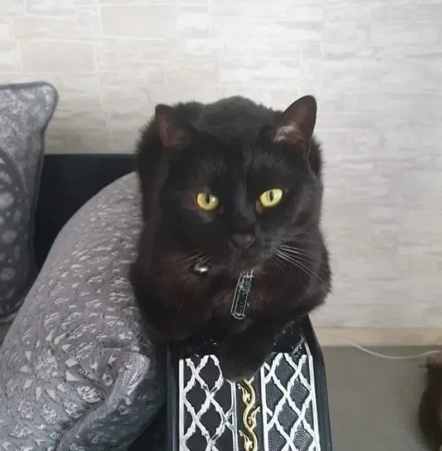 kat vermist Nantes Louna kat lost Nantes Louna