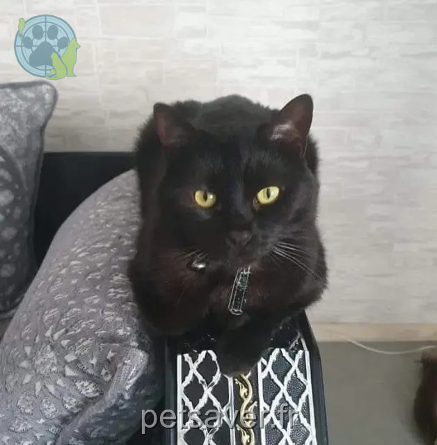 kat vermist Nantes Louna kat lost Nantes Louna