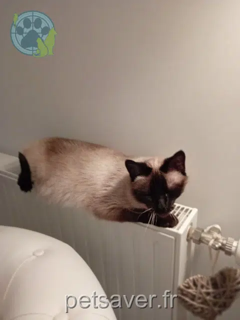 chatte lost Nantes Lysbeth