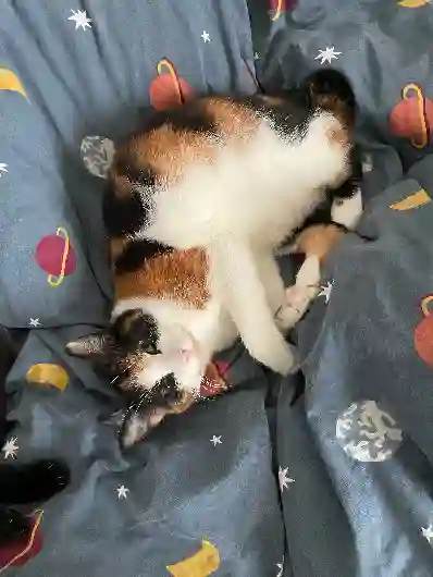Chatte Perdue 44 Loire-Atlantique Nantes - Mezcla Chatte Perdue 44 Loire-Atlantique Nantes - Mezcla