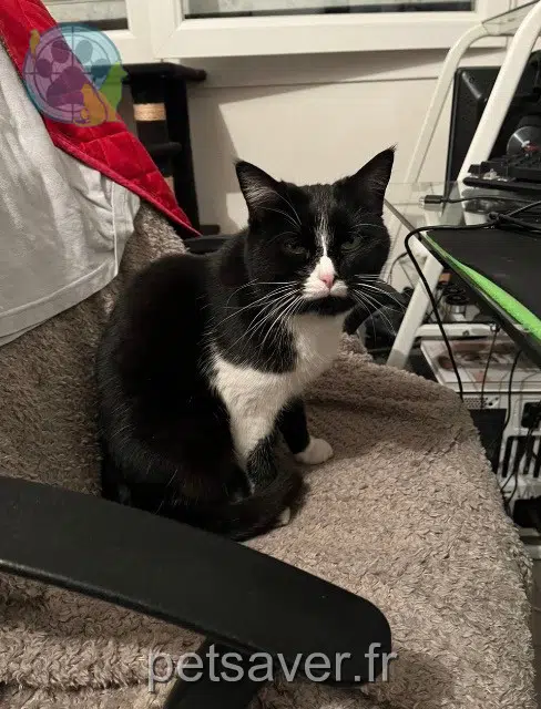 chatte lost    Nantes Mikasa