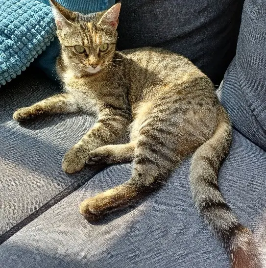 chatte lost    Nantes Mina