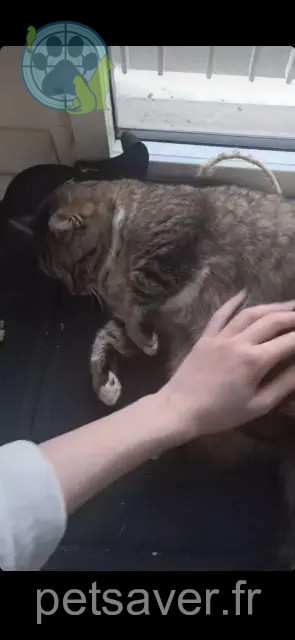 Katze vermisst Nantes Nashaï Katze lost Nantes Nashaï