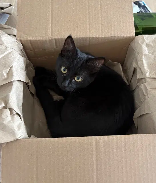 chatte lost    Nantes Neka