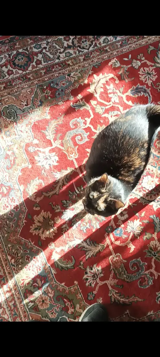 Chatte Perdue 44 Loire-Atlantique Nantes - Orphée Chatte Perdue 44 Loire-Atlantique Nantes - Orphée