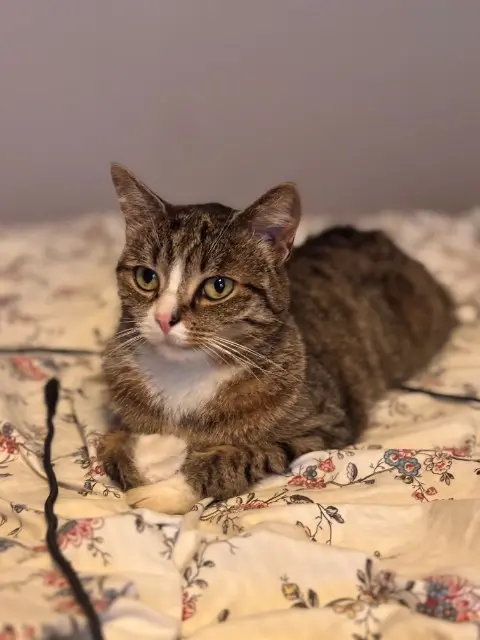 gata perdida Nantes Raia gata lost Nantes Raia