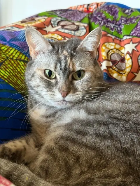 chatte lost    Nantes Rapsodie (alias Rapsie)