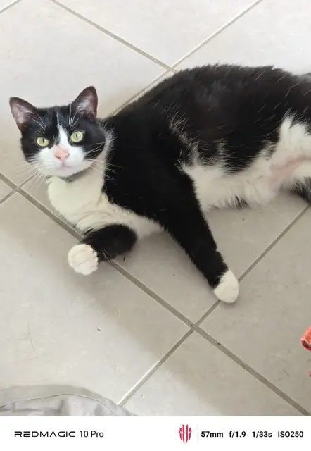 chatte lost    Nantes Romy