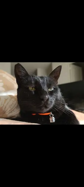cat lost    Nantes Saba