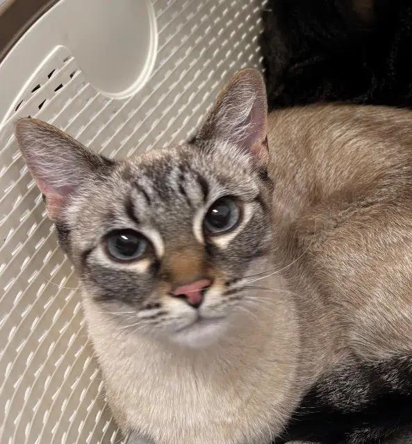 chatte lost    Nantes Shiva