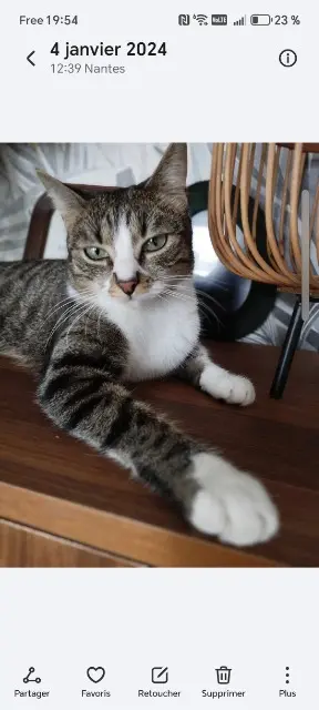 chatte lost    Nantes Tara