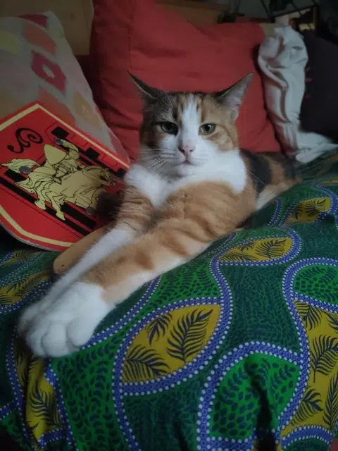 chatte lost    Nantes Vaïana