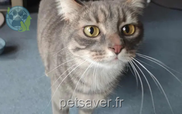 cat lost Nantes Zelda cat lost Nantes Zelda